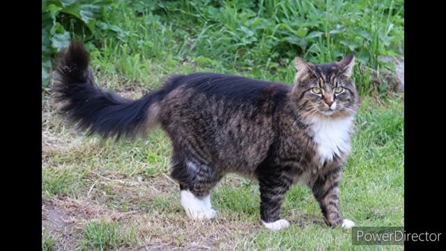 Продолжительности жизни кошек смотреть онлайн