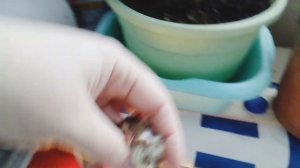 Уход за суточными перепелами