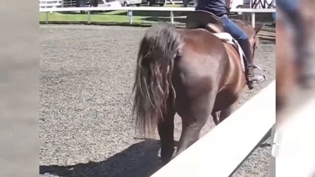 Как говорят лошадки смотреть онлайн