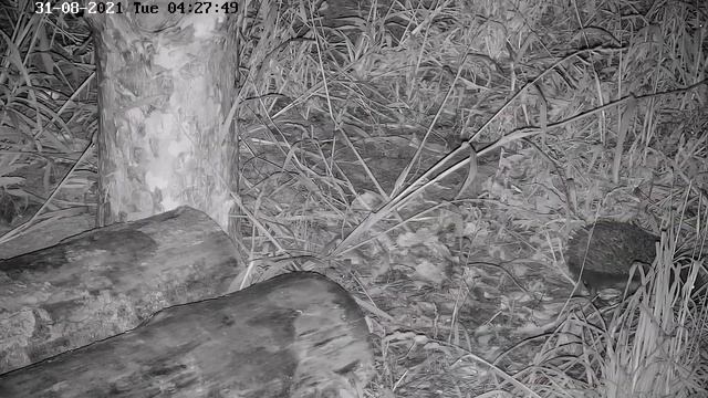 Ночной гость? в доме медведя Мансура?. смотреть онлайн