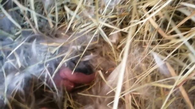 Родила!!! Декоративная крольчиха Плюшечка все же решила остепениться :) смотреть онлайн