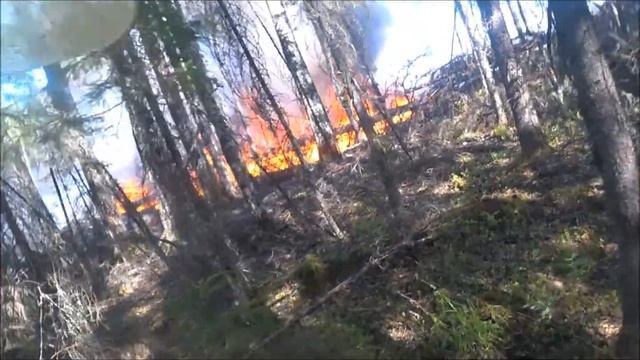 ГЛАЗАМИ МЧС: тушение участков в лесном массиве (г.Югорск, ХМАО) смотреть онлайн