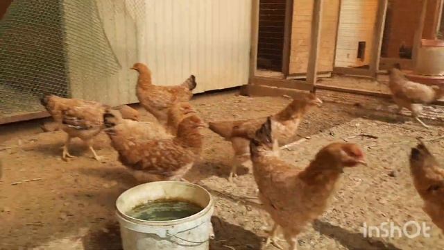 Курочки и петушки царско-сельской породы смотреть онлайн