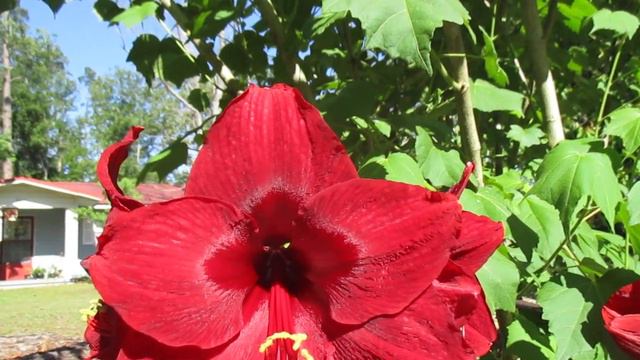 Red Pearl vs Royal Velvet смотреть онлайн