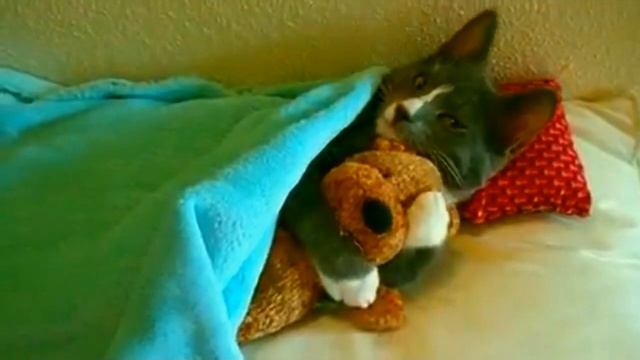 Котяха обнимаха смотреть онлайн