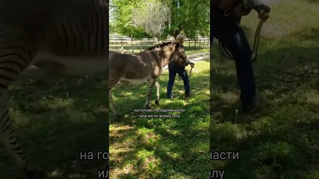 Зеброид - гибрид лошади и зебры смотреть онлайн