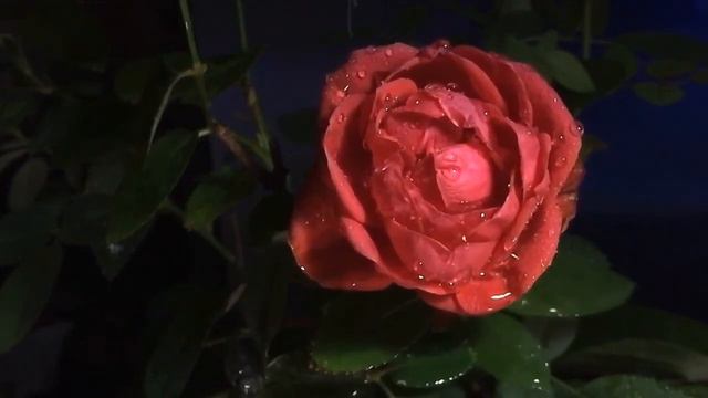 КРАСИВЫЕ ЦВЕТЫ 2ч ! МУЗЫКА ДЛЯ ДУШИ. РЕЛАКС. смотреть онлайн
