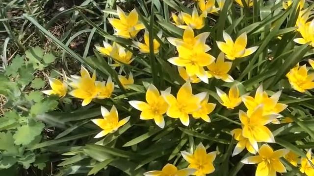 Tulip Tarda (Тюльпан Тарда)