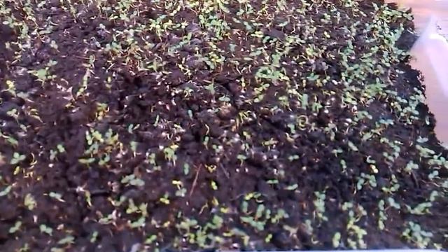 Мои сеянцы рододендрона. смотреть онлайн
