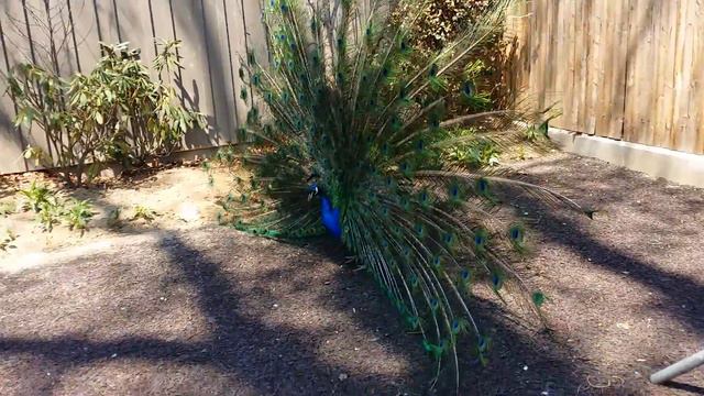 Зоопарк в Нью-Йорке(3) смотреть онлайн