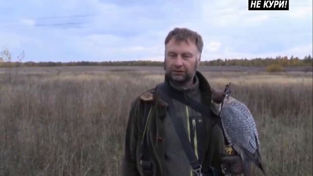 О породе Английский сеттер. Охота с ястребом и английским сеттером . 2018 смотреть онлайн