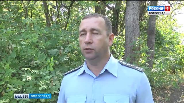 Опасный вредитель ясеня атакует волгоградские леса.mp4 смотреть онлайн