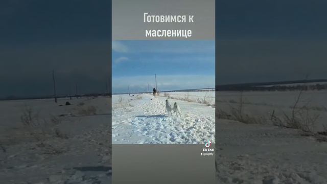Конная тренировка резвости русских псовых. Приманка шапка. Эффект 100% #русскаяборзая #борзая