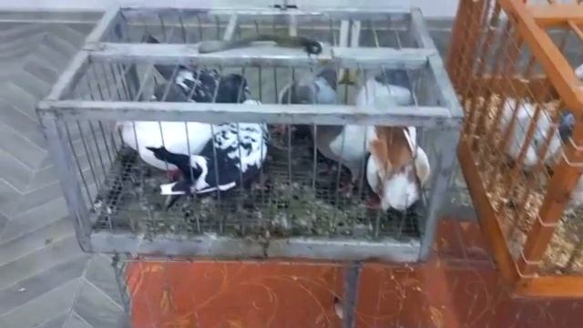 ЯРМАРКА ГОЛУБЕЙ в Молдове село Паланка!23.10.2022 смотреть онлайн