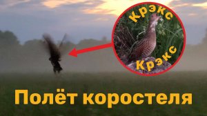 Коростель... Полёт. Полёт коростеля. Коростель