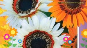 Венидиум пышный Смесь зулу. Краткий обзор, описание характеристик venidium fastuosum Smes' zulu