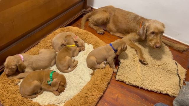 венгерская жесткошерстная выжла. щенки .родились 01.06.23. Одесса смотреть онлайн