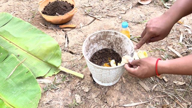 Convert Coconut To Banana: Amazing Techniques For Growing Coconuts To Become Bananas