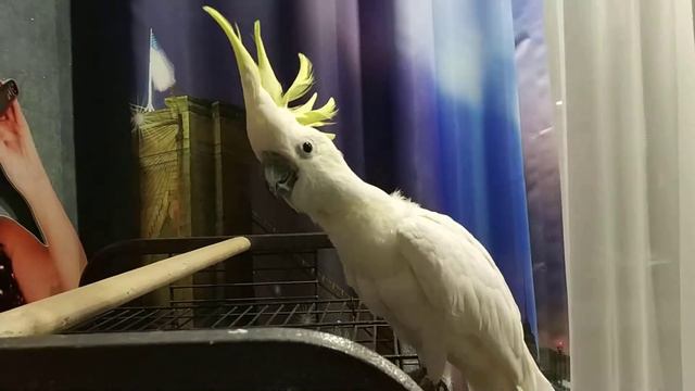 Какаду лает как собака | Cockatoo barking like a dog смотреть онлайн