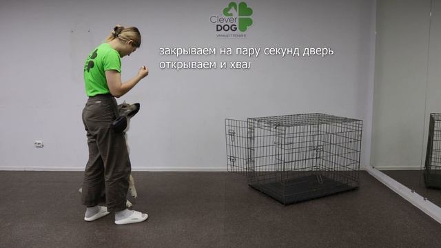 Как приучить щенка к клетке смотреть онлайн