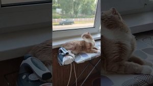 Погладить кота. Кот Семен. #Кот Семён #котэ