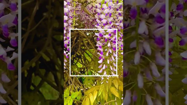 Глициния 2024 #short смотреть онлайн