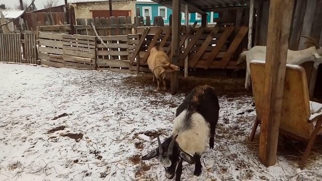 Запускаем коз в нашем хозяйстве смотреть онлайн