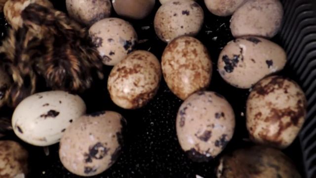 Вылупление перепелят в инкубаторе SURO. смотреть онлайн