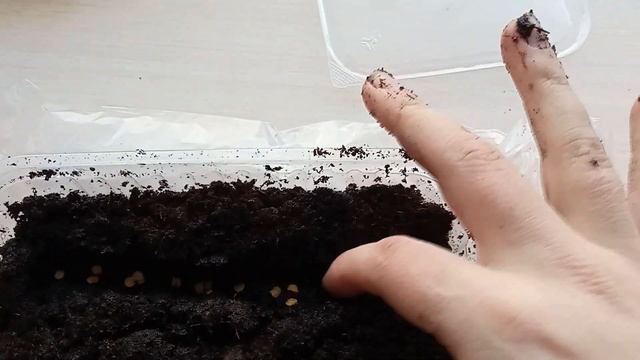 Как правильно посадить семена сладких и острых перцев, и как их пикировать. смотреть онлайн