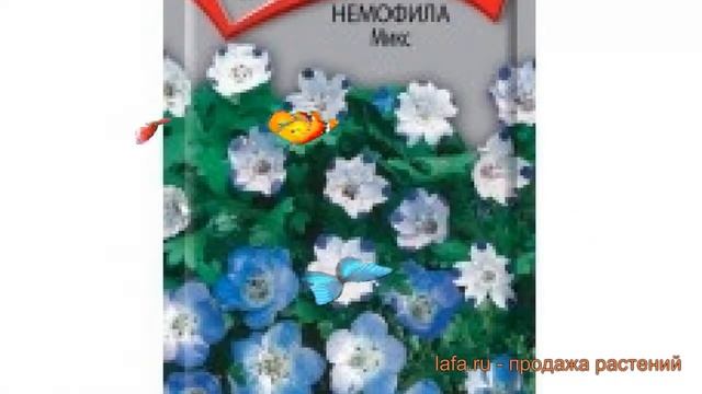 Немофила обыкновенная Микс (miks) ? немофила Микс обзор: как сажать семена немофилы Микс смотреть онлайн