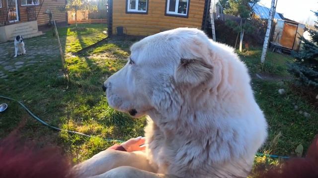 КАК СКУЧАЕТ АЛАБАЙ | КАК СОБАКА ВСТРЕЧАЕТ ХОЗЯИНА | ЛЮБОВЬ АЛАБАЯ | ПРЕДАННАЯ СОБАКА смотреть онлайн