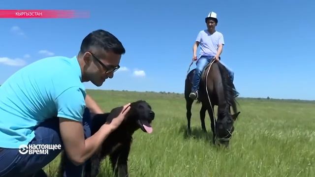 Тайган- борзая смотреть онлайн