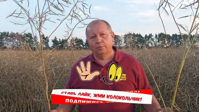 Готовимся к посеву рапса. Советы для начинающих рапсоводов. смотреть онлайн
