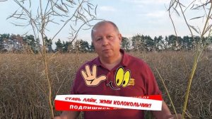 Готовимся к посеву рапса. Советы для начинающих рапсоводов.