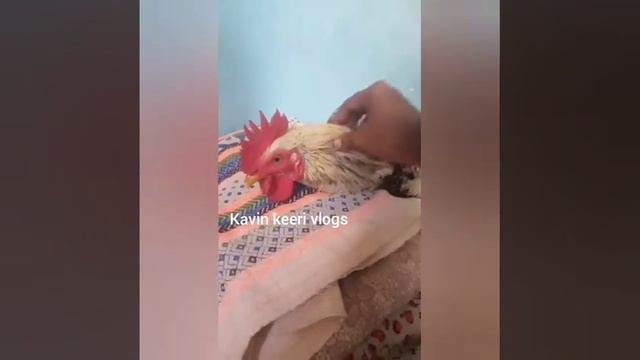cock / seval / serval status / cock status / kokkarakko / kokkarakko status / bird status смотреть онлайн