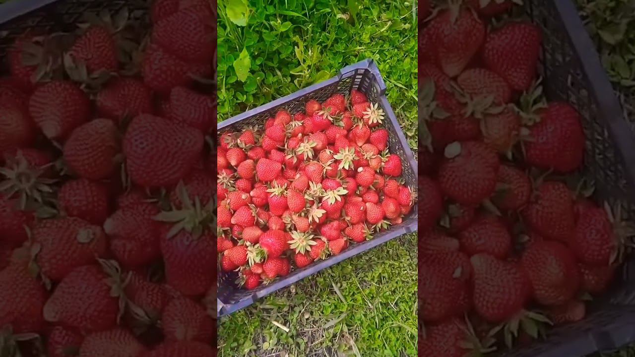 Вкусная и крупная клубника #клубника #клубникабомба #земляникасадоваякрупноплодная смотреть онлайн