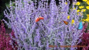 Перовския лебедолистная Блу Спайр (perovskia) ? обзор: как сажать, рассада перовскии Блу Спайр