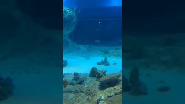 Наш океонариум г.Когалым . Тюменская область Галактика торговый центр. смотреть онлайн