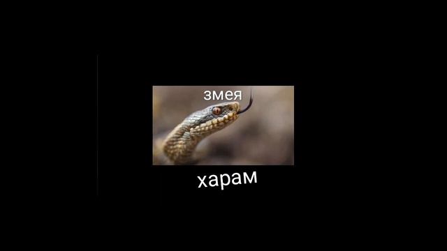 Харам и халяль мясо животных все части 1-3часть смотреть онлайн