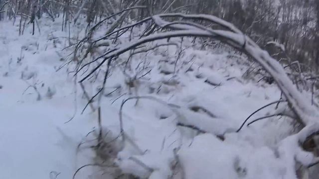 Охота на Сибирского зайца троплением!!! Главное - это след!!! смотреть онлайн