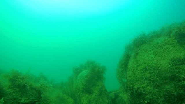 Жизнь Черного моря в июле на глубине. смотреть онлайн