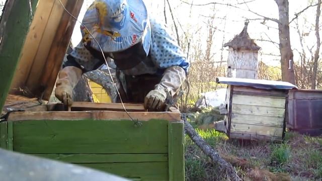 Пчеловодство.Как вывести высококачественную пчеломатку самому новичку пчеловоду. #Вывод_пчеломаток