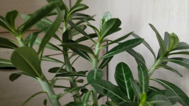 АДЕНИУМ Прививка на пять веток #адениум #bonsai #adenium смотреть онлайн