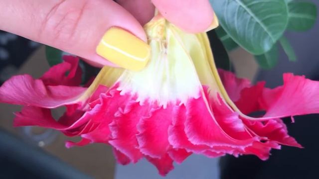 Адениум . Ручное опыление Адениума