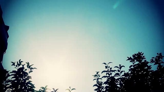 Cinnamomum camphora смотреть онлайн