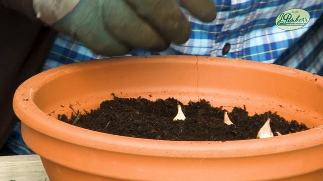 How to Plant Iris Reticulata Pixie: Spring Garden Guide смотреть онлайн