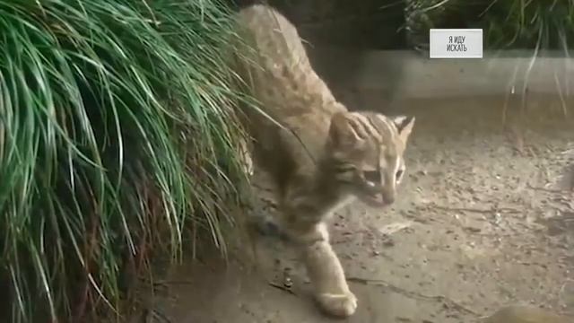 Я иду искать — Как устроен мир с Тимофеем Баженовым смотреть онлайн