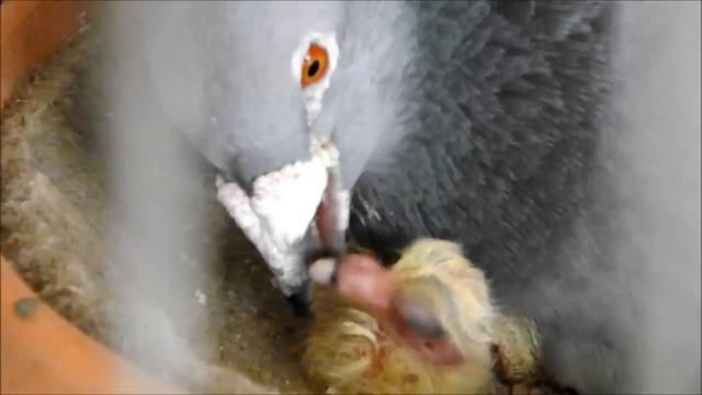 how pigeons feed a newborn pigeon смотреть онлайн