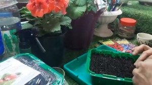 ВЫРАЩИВАЮ ОБРИЕТУ МНОГОЛЕТНИЙ ЦВЕТУЩИЙ КОВЕР ДЛЯ САДА и альпийской горки обриета.mp4