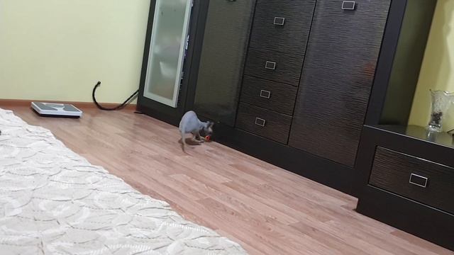 Дресерованная кошка смотреть онлайн